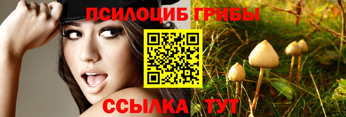 Галлюциногенные грибы Psilocybe Азов